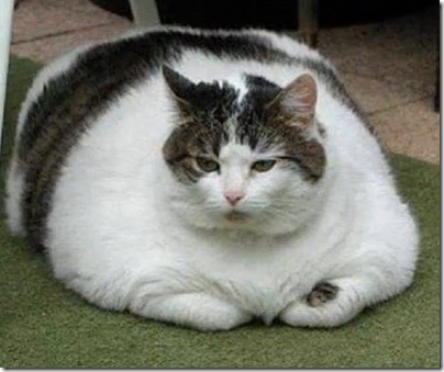 fattest domestic cat in the world