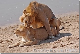 lions mating intercourse