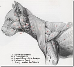 neck and shoulder muscles of a cat