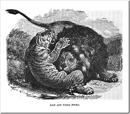 lion vs tiger fighting engraving