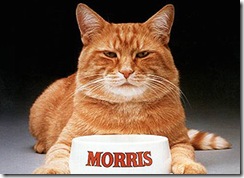 Morris the Cat