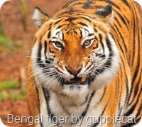 bengal tiger 1