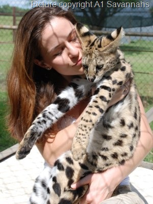 [Kathrin-Stucki-and-Serval-Cat[13].jpg]