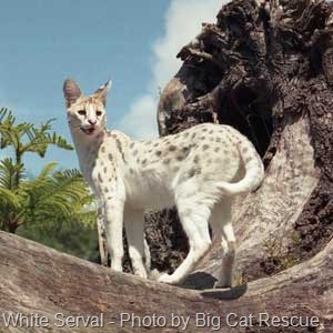 [white-serval[14].jpg]