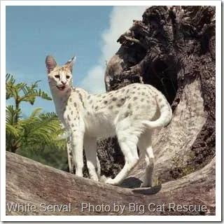white-serval