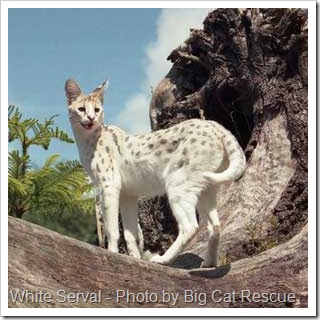 white-serval