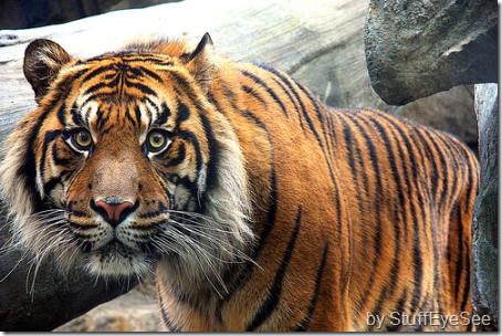 sumatran-tiger-3