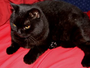 British Shorthair cat Nox