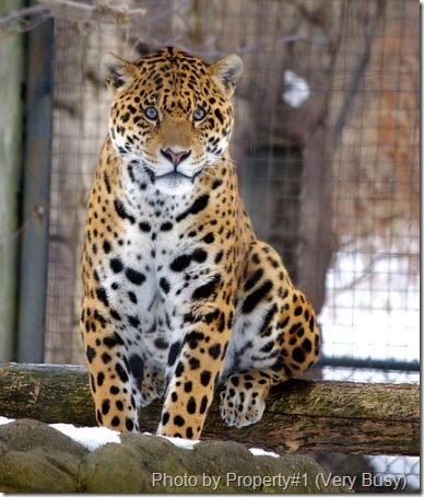jaguar-cat