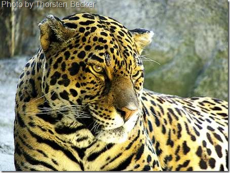 captive jaguar