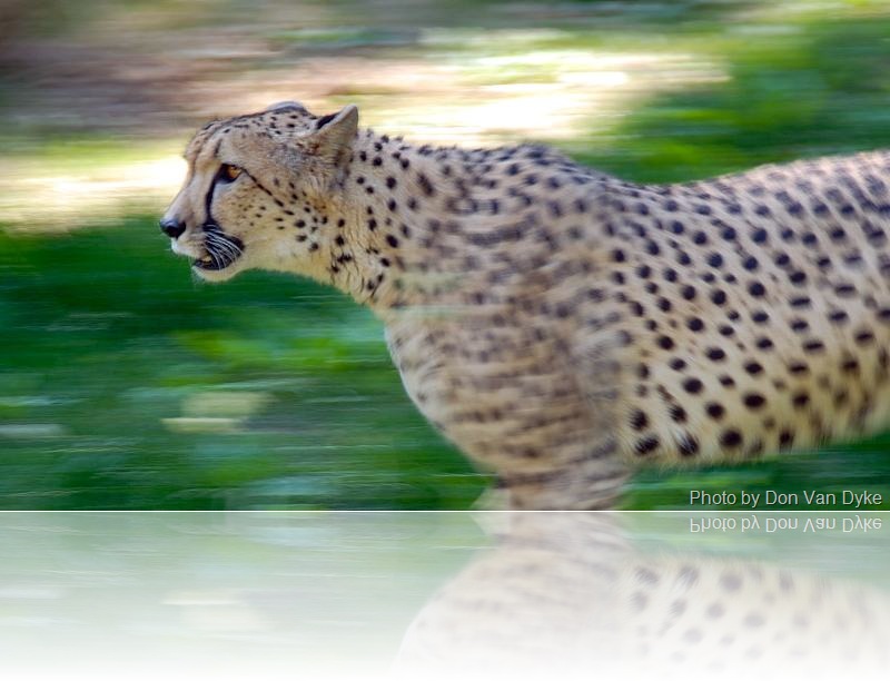Cheetah Speed – PoC