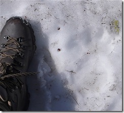 mountain lion tracks 5