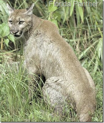Florida-Cougar