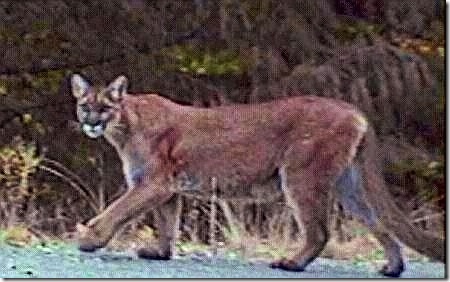 cougar pictures 8 mm camera