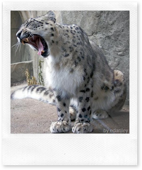 snow leopard sitting and yawning