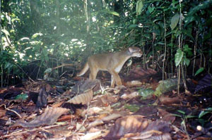 Bornean Bay cat photographed by a camera trap in a wildlife sanctuary