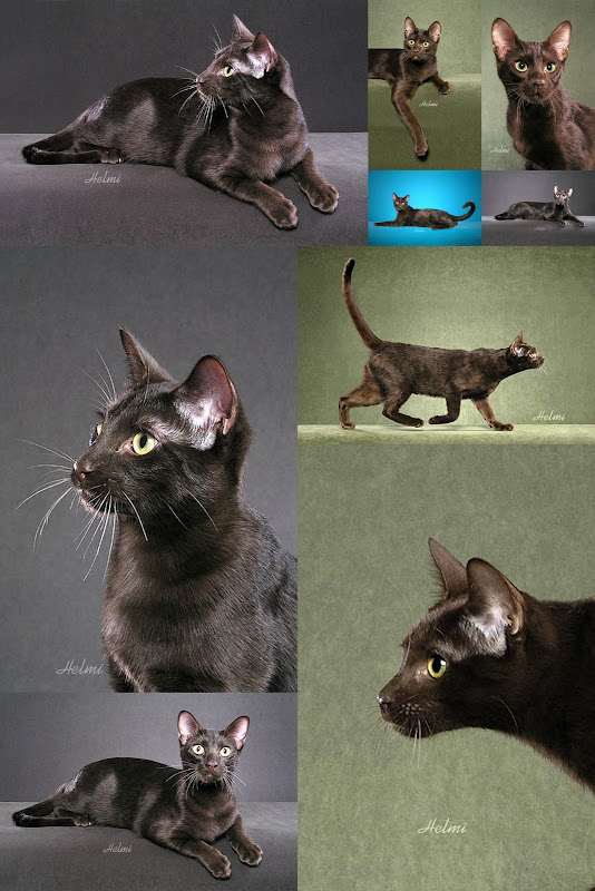 Havana brown cat collage
