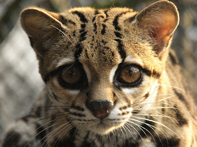 margay cat looking straight at the camera