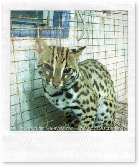 Leopard cat at a Malaysian zoo