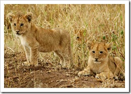Lion picture from the serengeti national park photo by whatchamakallit