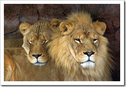 lion pictures toronto zoo ontario two lions cuddle photo by Property#1