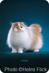 Modern Ultra persian cat
