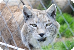 iberian lynx cat