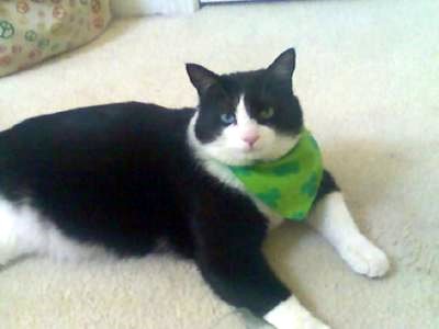 Garcia a large black and white domestic cat