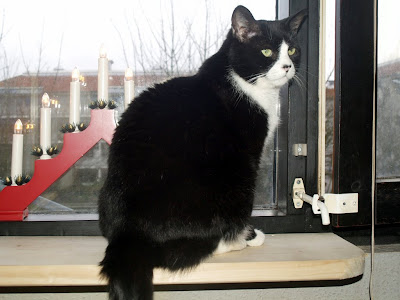 cat on cat window seat