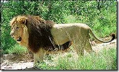 barbary lion