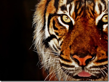 tiger wallpaper image