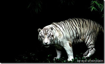 white tiger wallpaper 1