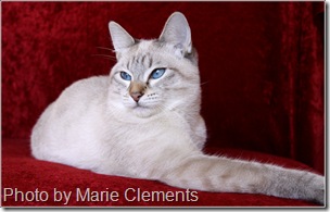 Applehead Siamese cat Nef