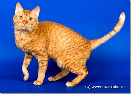 Ural Rex cat Khan Ural Rex cat Khan