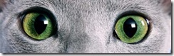 Green cat eyes