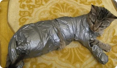 cat-covered-in-tape