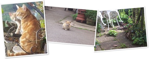 View Feral cats in the UK