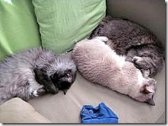 cats-sleeping