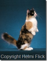 Munchkin cat Galadrial sitting up for fish flakes