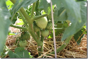green homestead tomatoes