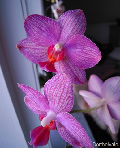 [orkideer[5].jpg]