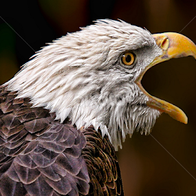 by John Larson - Animals Birds