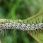 Zebra Longwing Caterpillar