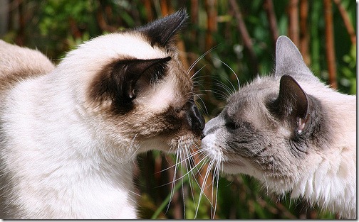 beso de gatos (7)