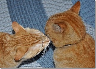 beso de gatos (11)