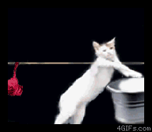 [Cats_doing_laundry[2].gif]