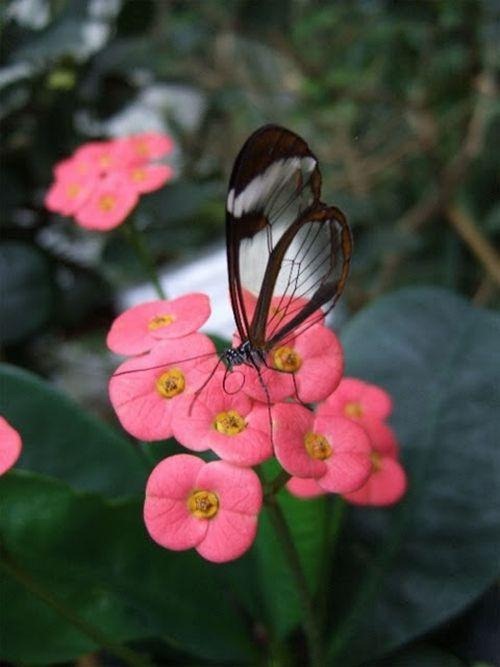 [mariposa transparente blogdeimagenes-com (5)[3].jpg]