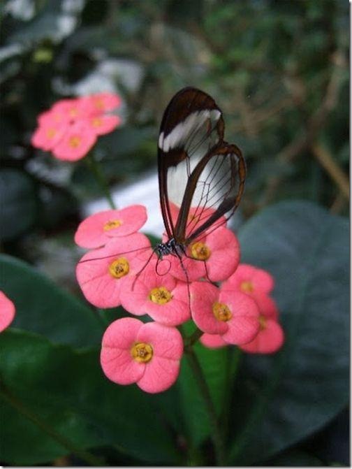 mariposa transparente blogdeimagenes-com (5)