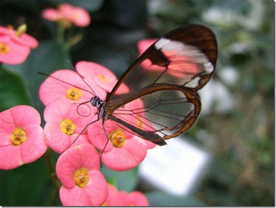 mariposa transparente blogdeimagenes-com (6)