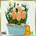 tulip_319191919192020192119 tulip_319191919192020192119